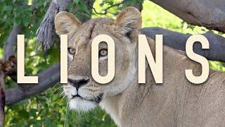 Ep. 21: Lions of the Okavango | ROAM with Xtina Parks