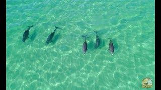 Miramar Beach Florida Snorkel Reef