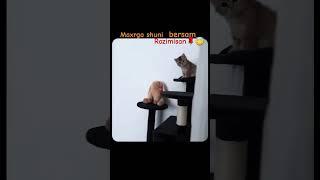 Rozimisan  #love #tiktok #trent #instagram #sevgi #shorts #short #text #youtubeshorts #ytshorts