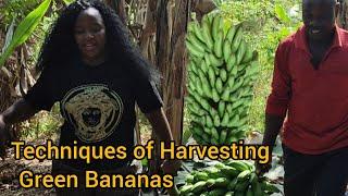 Techniques of Harvesting Green Bananas very first