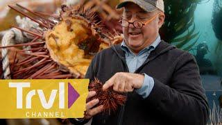 Diving for Sea Urchin & Coastal Foraging | Bizarre Foods with Andrew Zimmern | Travel Channel