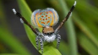 Peacock Spider 11 (Maratus pardus)