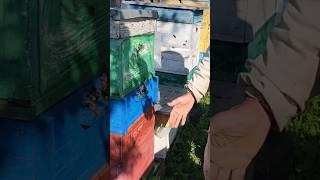 На 15 июня почти вся пасека - семьи медовики #bee #beekeeper #пчеловодство