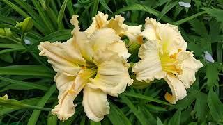 Лілейник Schnickel Fritz, daylily