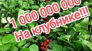 Миллионы  на клубнике и как мы делаем двери.