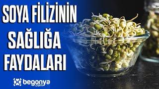 Soya Filizi Nedir ? / Az Bilinen 6 Faydası