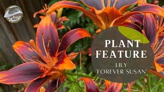 Plant Review: Asiatic Lily 'Forever Susan'