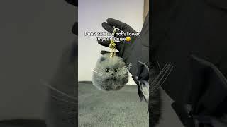 Okay.. #cat #kitty #kitten #fashion #catlover #kittygirl #kittycat