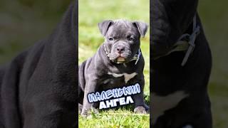 Этот щенок приносит удачу! Не верите? Проверьте сами!
