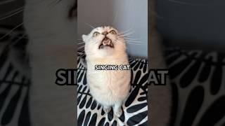 I GOTTA FEELING FT. BARKING CAT!