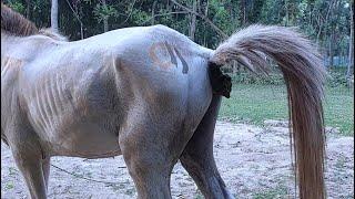 Cow And Horse Sound With Cow And Horse Poop At Village