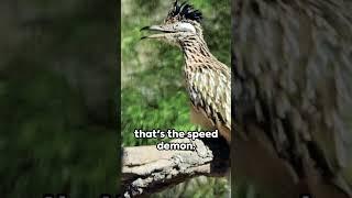 Roadrunner vs Coyote - The Real Speed Showdown