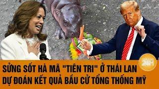 Trực tiếp Bầu cử Mỹ 5/11: Sửng sốt Hà mã "tiên tri" ở Thái Lan dự đoán kết quả bầu cử Tổng thống Mỹ