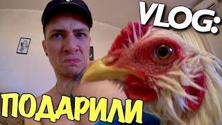 VLOG: МНЕ ПОДАРИЛИ ПЕТУХА / Андрей Мартыненко