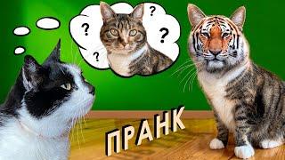 3 СМЕШНЫХ ПРАНКА над КОТАМИ! НОВОГОДНЯЯ МАСКА из ТИК-ТОКА +ТИГРА ! КОТ МАЛЫШ и КОШКА МУРКА РАЗЫГРАНЫ