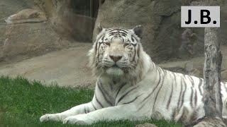 Moscow Zoo: White tiger, white bear & pink flamingo...