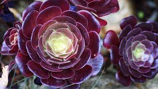 AEONIUM SUCCULENT PROPAGATION FROM CUTTINGS