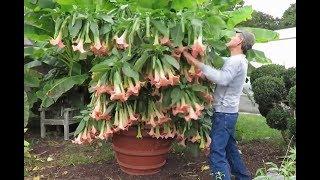 Angel's Trumpet Cuttings for Propagation - new Brugmansia hybrid