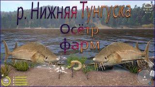 Фарм Осётр восточносибирский р. Нижняя Тунгуска