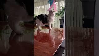 Nikon Z9 Contax G Cat Photos 