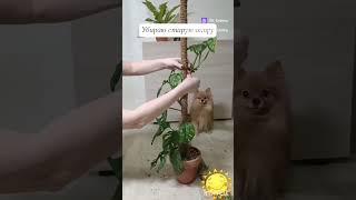 Тотем для растений/  Опора для растений из мха/ Мох сфагнум