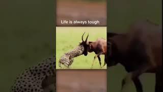 Wild Animals Lifestyles #Shorts