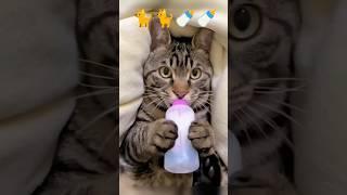 kucing pingin susu#fypシcat meowing to attract cats,cats meowing, cats meowing to
