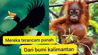 SEDIH!!MEREKA AKAN PUNAH||Kalau tidak di jaga