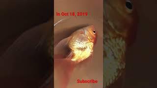 How to do fish recovery ️‍🩹 for a dying goldfish ?
