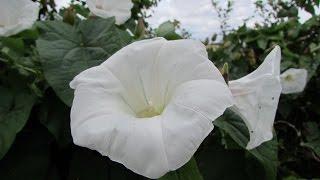 Bindweed   Calystegia sepium