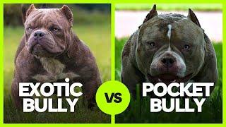 Exotic Bully vs. Pocket Bully: What’s The Difference