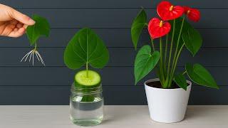 The intriguing propagation Technique combining Anthurium and Cucumber
