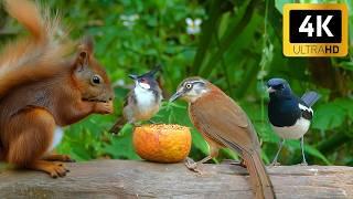 Cat TV for Cats to Watch  Summer Birds & Squirrels ️ Videos for Cats to Watch NO ADS 4K