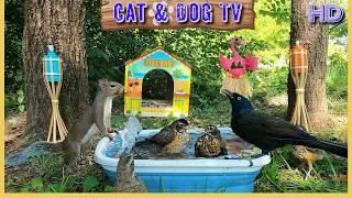 10 Hours [No Ad Interruptions] Cat & Dog TV | Entertain Your Pets with Squirrels & Birds | Tiki Bar