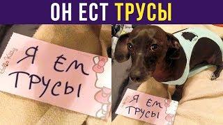 Приколы. ПЁС ЕСТ ТРУСЫ! | Мемозг #208