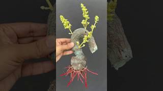 #propagationmangoTreefromcutting #youtubeshorts #Mita'sgardeningtrick #Shorts #viralshorts