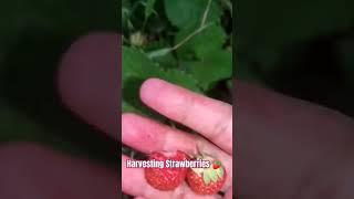 harvesting Strawberries  #strawberry #fruit #pinayinromania  #trending #shortvideo