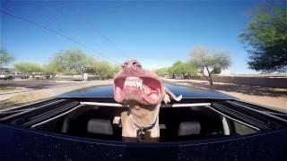 United Pet Care - Now that's something to smile about