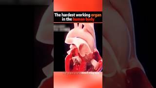 The Heart! It's definitely the hardest working organ in the human body. #dailyvlogs