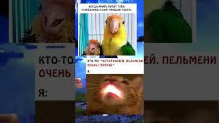 Просто #мемы