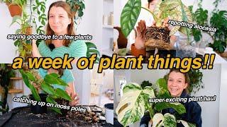 finding DREAM plants, extending moss poles, & repotting | plant chores + mini plant/thrift haul