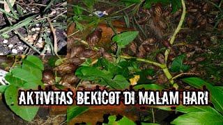 AKTIVITAS BEKICOT DI MALAM HARI!!!