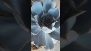 Эхеверия лилацина (Echeveria lilacina)# Мой мир суккулентов # Sukkulenten...