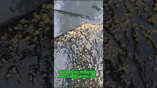 Traditional gold mining turns soil and rock into placer gold worth $100,000#goldrush #goldmining