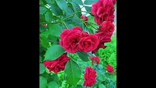 Цветочный фото слайдBeautiful flowers️РозыКрасивые цветы️RoseFlowers roses Красивый фото слайд