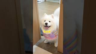 事实证明，养狗真的只有0只和无数只！ #萨摩耶 #萌宠 #哈士奇