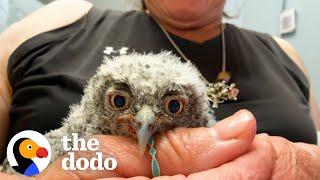 Rescued Baby Owl Snuggles With His 'Mom' Stuffie | The Dodo