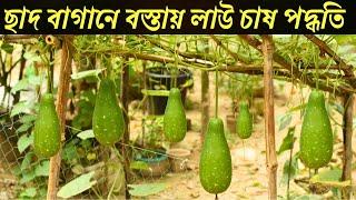 ছাদ বাগানে বস্তায় লাউ চাষ পদ্ধতি | Growing Bottle gourd in plastic bag | Ar2 Agro