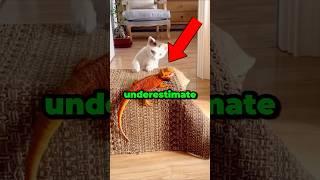Never Underestimate Cats.      #cat #funny #animals