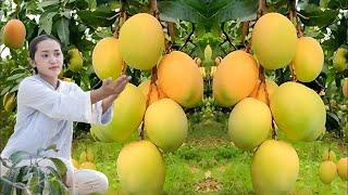 Mango Harvest: From Tree to Table – Easy and Tasty Mango Dishes